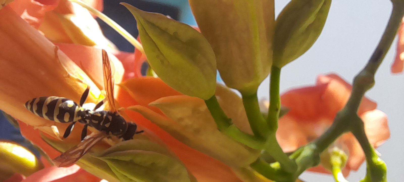 a yellow and black wasp from above sitting on a peach coloured flower. with several green flower buds